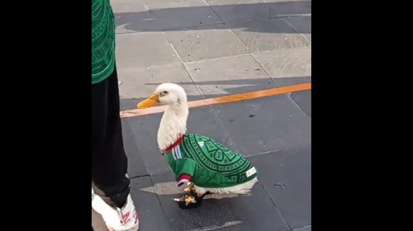 Merlín, el pato aficionado de la Selección Mexicana que conquista el Mundial 2026