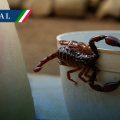 México registra más de 131 mil casos de picadura de alacrán en 2026
