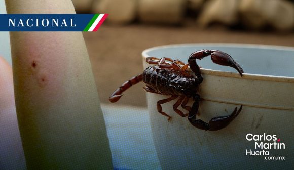 México registra más de 131 mil casos de picadura de alacrán en 2026