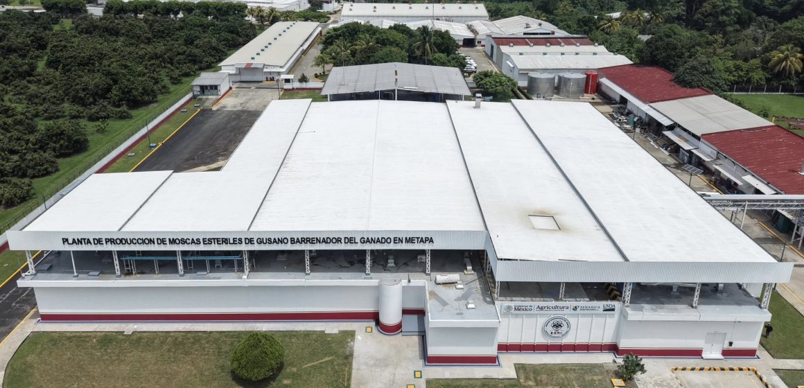 Inauguran planta de moscas estériles en Chiapas para combatir el gusano barrenador