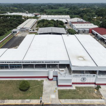 Inauguran planta de moscas estériles en Chiapas para combatir el gusano barrenador