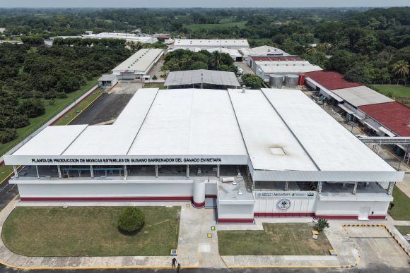 Inauguran planta de moscas estériles en Chiapas para combatir el gusano barrenador