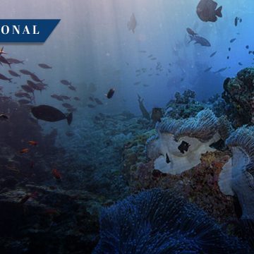 Nueva Zelanda refuerza la protección oceánica con la creación de cinco reservas marinas en Otago