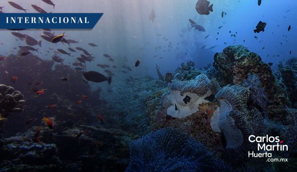 Nueva Zelanda refuerza la protección oceánica con la creación de cinco reservas marinas en Otago