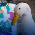 Marca “Pato Merlín” pertenece a la familia Gómez; aclara el IMPI