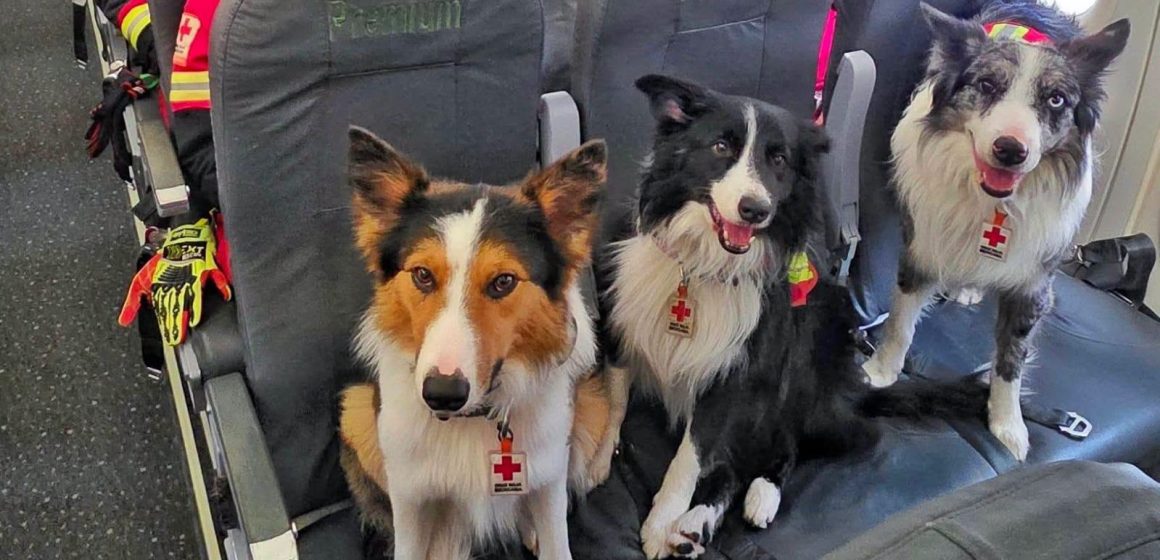Kenai, Orly, Balam y Halley, los perros rescatistas de la Cruz Roja que viajan a Venezuela