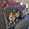 Kenai, Orly, Balam y Halley, los perros rescatistas de la Cruz Roja que viajan a Venezuela