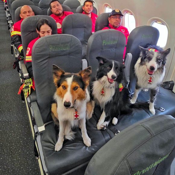 Kenai, Orly, Balam y Halley, los perros rescatistas de la Cruz Roja que viajan a Venezuela