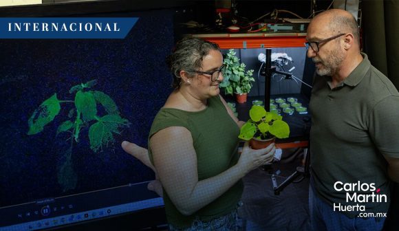Plantas centinela: La nueva tecnología para detectar virus agrícolas