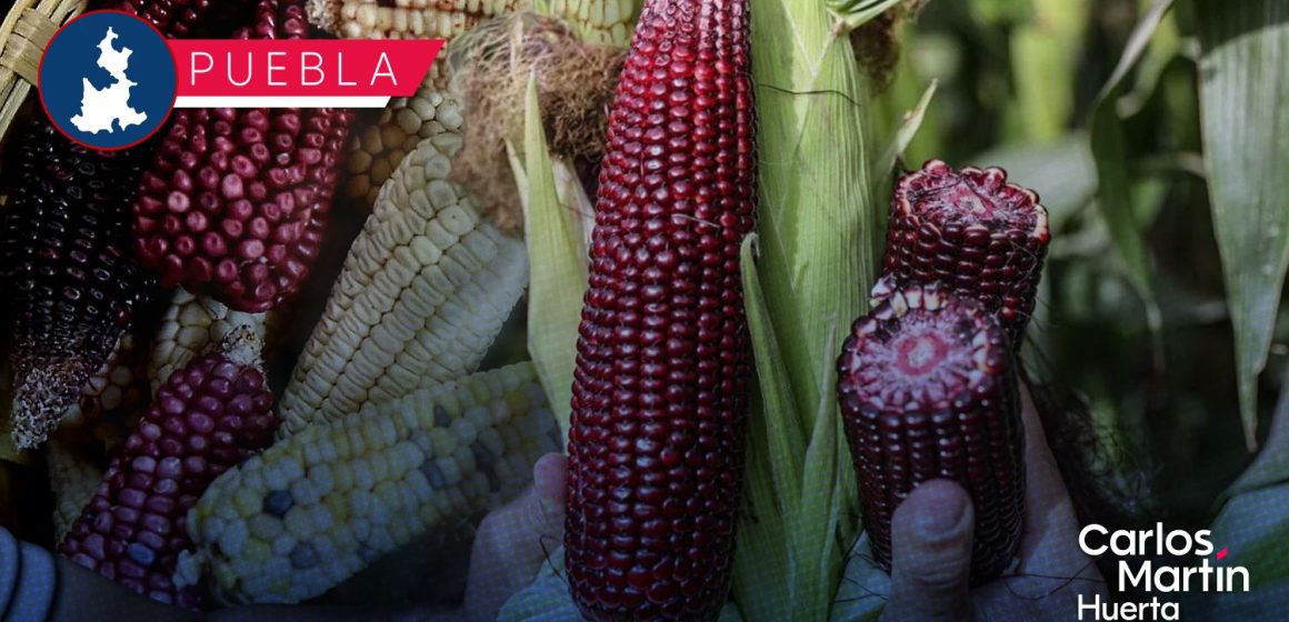 Puebla celebrará el Festival del Maíz Criollo “Roza, Tumba y Barbecho” 2026