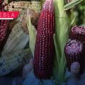 Puebla celebrará el Festival del Maíz Criollo “Roza, Tumba y Barbecho” 2026