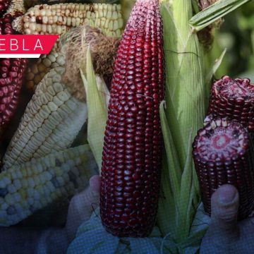 Puebla celebrará el Festival del Maíz Criollo “Roza, Tumba y Barbecho” 2026