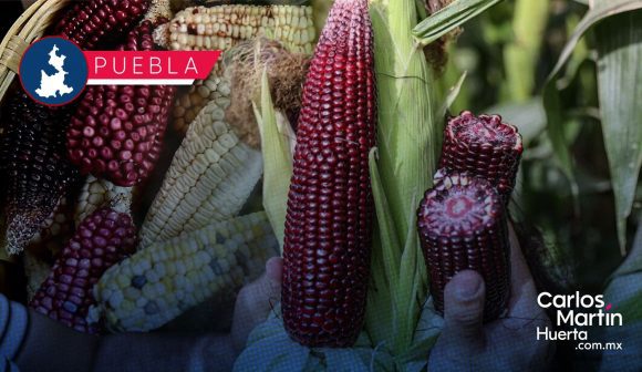 Puebla celebrará el Festival del Maíz Criollo “Roza, Tumba y Barbecho” 2026