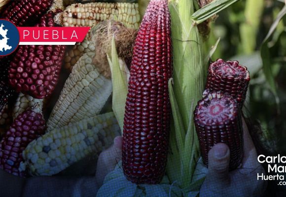 Puebla celebrará el Festival del Maíz Criollo “Roza, Tumba y Barbecho” 2026
