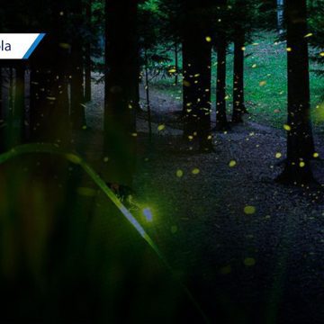 Temporada de luciérnagas 2026: Un espectáculo natural en Tlahuapan