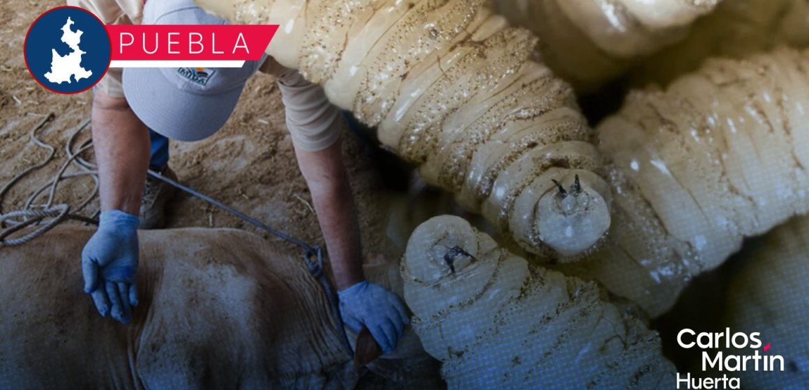 Puebla ya supera los 500 casos de gusano barrenador
