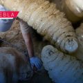 Puebla ya supera los 500 casos de gusano barrenador