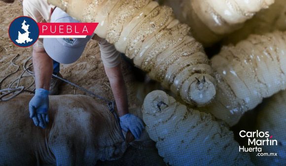 Puebla ya supera los 500 casos de gusano barrenador