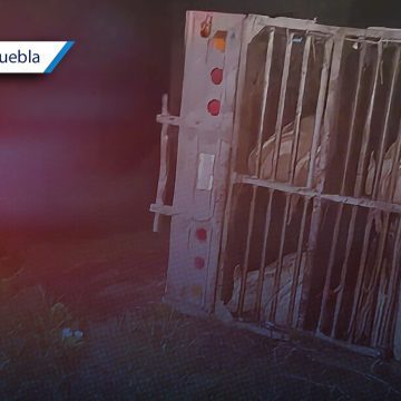 Tras robarlo, delincuentes vuelcan tráiler con cerdos en Tecamachalco; autoridades lo recuperan