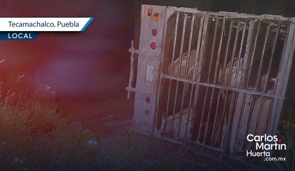Tras robarlo, delincuentes vuelcan tráiler con cerdos en Tecamachalco; autoridades lo recuperan
