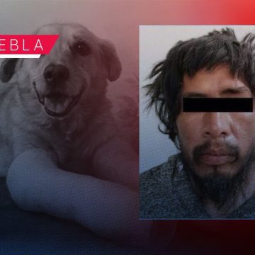 ¡JUSTICIA! Condenan con 8 años de prisión a Luis N por crueldad animal en Santiago Miahuatlán