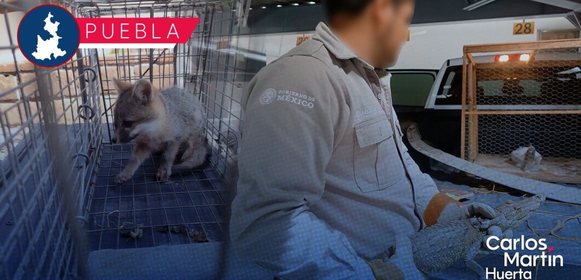 Profepa resguarda a 13 animales silvestres en cuatro municipios