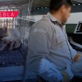 Profepa resguarda a 13 animales silvestres en cuatro municipios