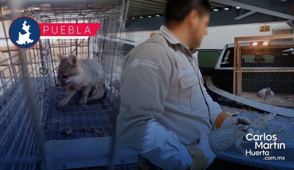 Profepa resguarda a 13 animales silvestres en cuatro municipios