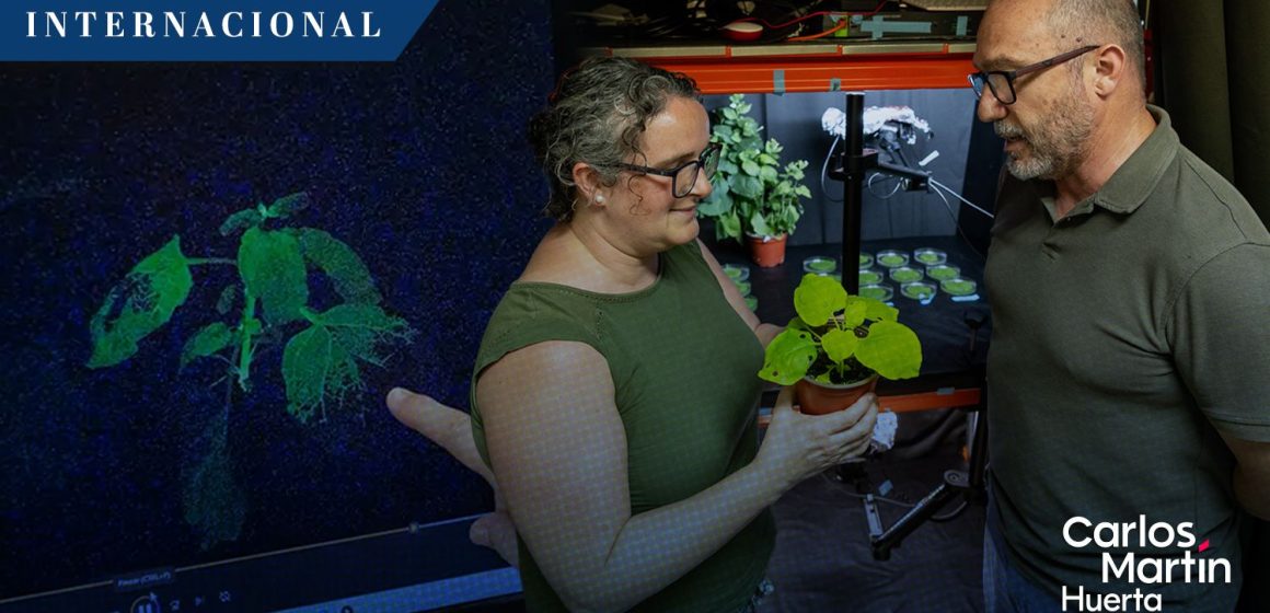 Plantas centinela: La nueva tecnología para detectar virus agrícolas