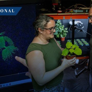 Plantas centinela: La nueva tecnología para detectar virus agrícolas
