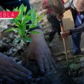 SEP reforestará 30 hectáreas con 50 mil árboles en mil escuelas de Puebla