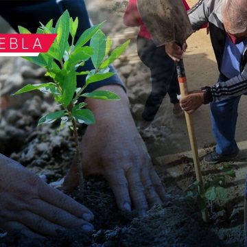 WhatsApp Image 2026-06-23 at 11.41.54 AM SEP reforestará 30 hectáreas con 50 mil árboles en mil escuelas de Puebla
