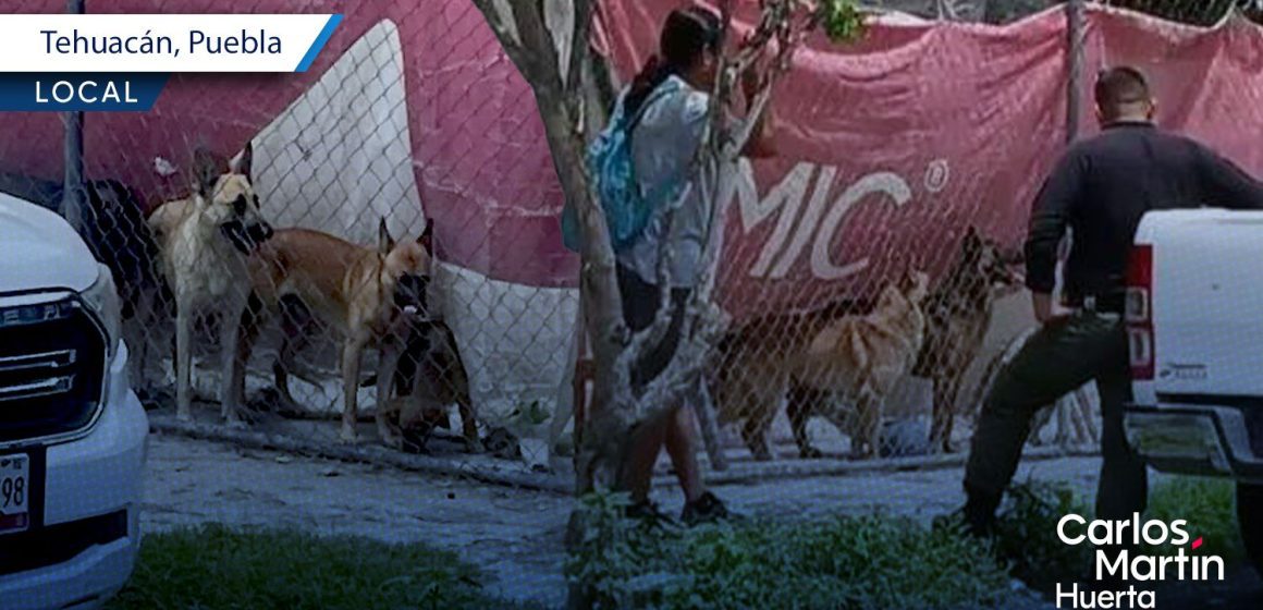 Bienestar Animal interviene vivienda en Tehuacán tras violento ataque canino