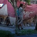 Bienestar Animal interviene vivienda en Tehuacán tras violento ataque canino