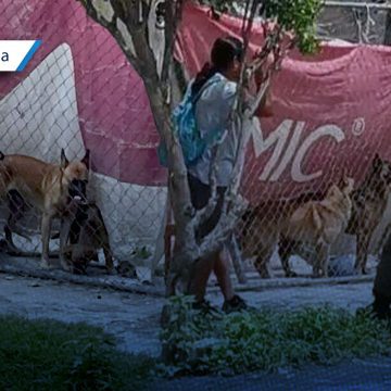 Bienestar Animal interviene vivienda en Tehuacán tras violento ataque canino
