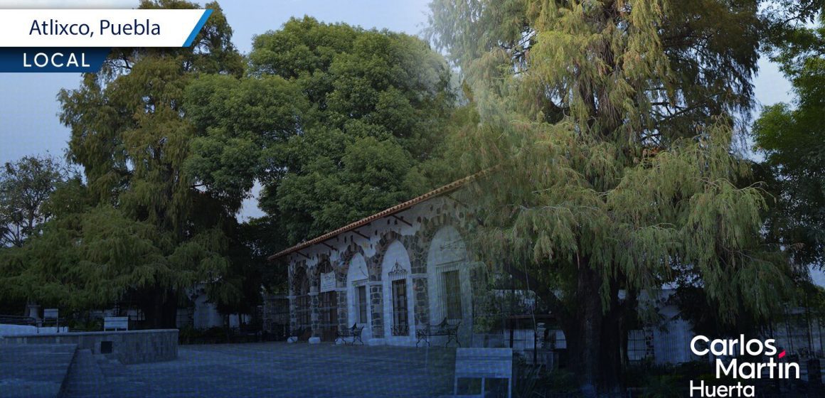 Ahuehuete de Atlixco recibirá declaratoria como Árbol Patrimonial