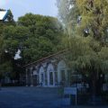 Ahuehuete de Atlixco recibirá declaratoria como Árbol Patrimonial