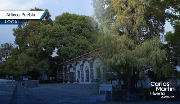 Ahuehuete de Atlixco recibirá declaratoria como Árbol Patrimonial