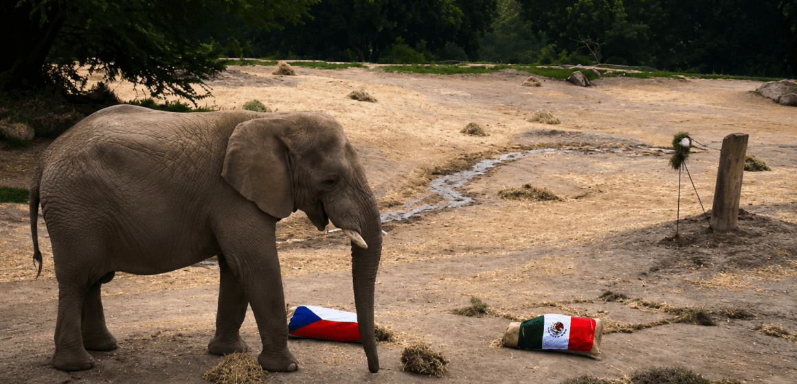 elefante Elefante de Africam Safari predice resultado del México vs. Chequia en el Mundial 2026