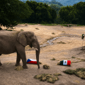 Elefante de Africam Safari predice resultado del México vs. Chequia en el Mundial 2026