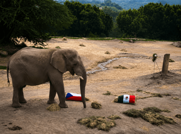 Elefante de Africam Safari predice resultado del México vs. Chequia en el Mundial 2026