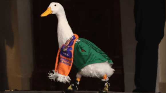 Pato Merlín protege su imagen: inicia registro de marca ante el IMPI