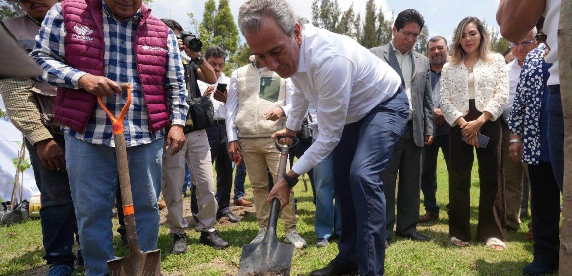 Pepe Chedraui arranca segunda etapa de reforestación “Raíces del Futuro” en Puebla