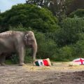 México vs Inglaterra: Elefante de Africam Safari ya dio su pronóstico para el partido