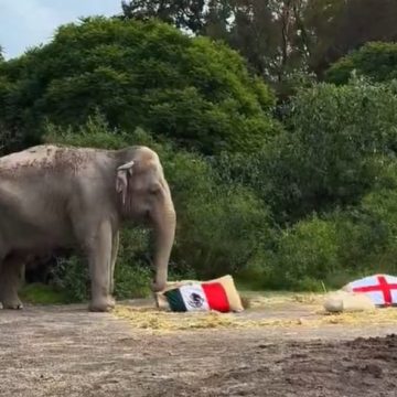 México vs Inglaterra: Elefante de Africam Safari ya dio su pronóstico para el partido