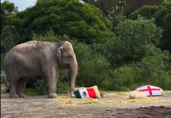 México vs Inglaterra: Elefante de Africam Safari ya dio su pronóstico para el partido