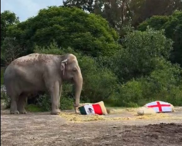 México vs Inglaterra: Elefante de Africam Safari ya dio su pronóstico para el partido