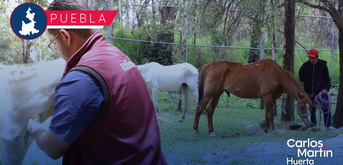 Asegura Fiscalía de Puebla a dos caballos maltratados; recibirán refugio