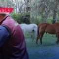 Asegura Fiscalía de Puebla a dos caballos maltratados; recibirán refugio