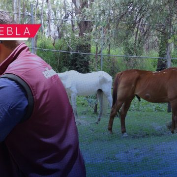 Asegura Fiscalía de Puebla a dos caballos maltratados; recibirán refugio